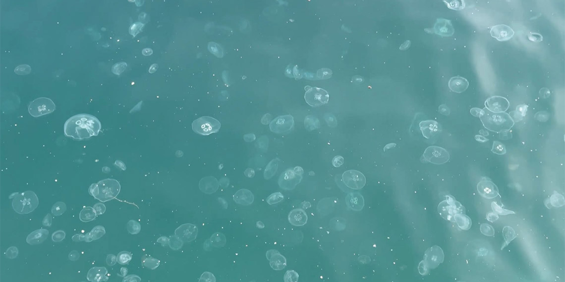 Hava sıcaklığı, deniz kirliliği, kıyısal alan tahribatı gibi nedenlerle İstanbul Boğazı'nın kıyı kesimleri ve Haliç'te denizanası yoğunluğu dikkat çekici boyutlara ulaştı.