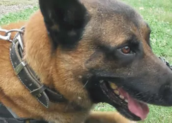 Poyraz kasım ayının en başarılı narkotik arama köpeği seçildi