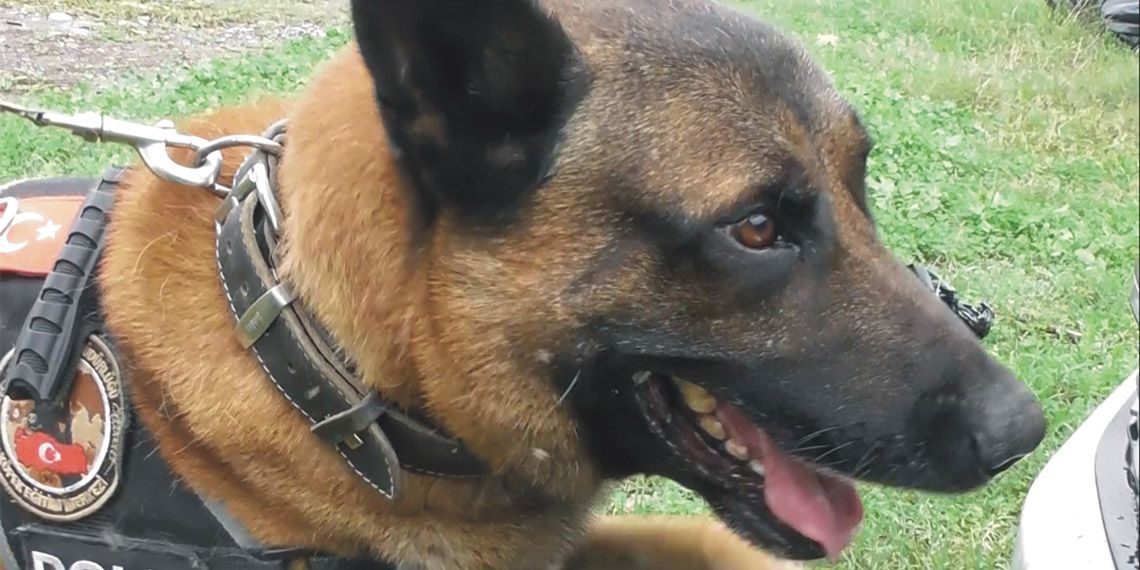 Poyraz kasım ayının en başarılı narkotik arama köpeği seçildi