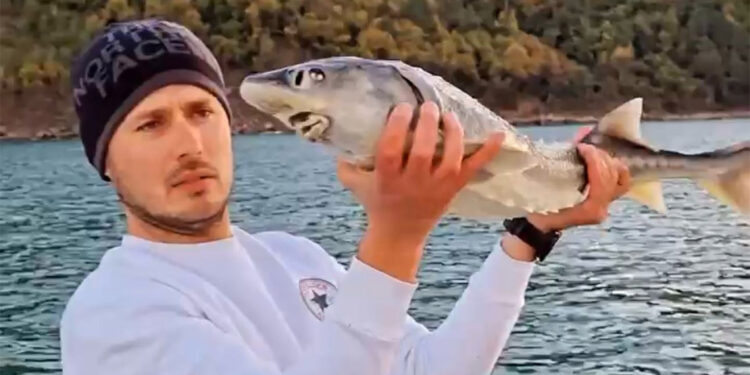 Nesli tükenme tehlikesi altında olan mersin balığı oltaya takıldı