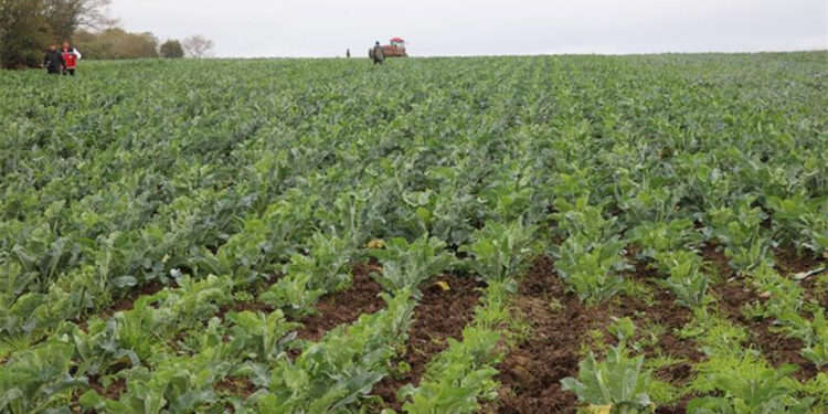 Yağış rejimi kış sebzelerinde verimi etkiliyor