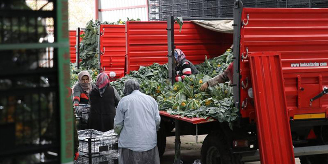 Samsun Ondokuz Mayıs Üniversitesi (OMÜ) Ziraat Fakültesi Öğretim Üyesi Prof. Dr. Yusuf Demir, yağış rejiminin düzensizliğinden dolayı kış sebzelerinde verim ve randımanın istenilen seviyeye gelemediğini söyledi.