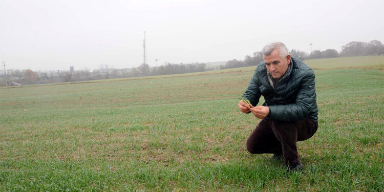 Bu yılki yağışlarla buğdayda olası stres riski ortadan kalktı