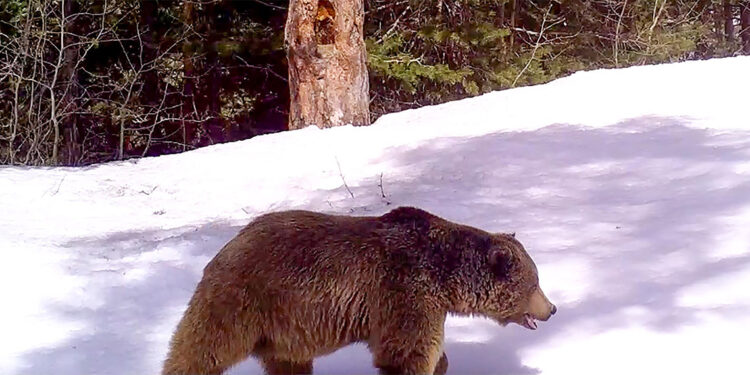Sarıçam ormanlarında yaşayan bozayılar kış uykusuna yattı