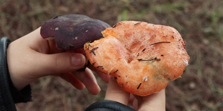 Sarıyer'de 11 kişi mantardan zehirlendi