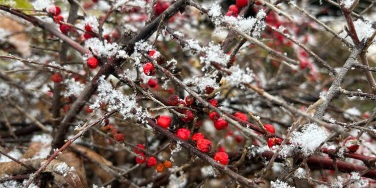 Sivas'ta hava sıcaklığı düştü; kar yağışıyla sokaklar beyaza büründü