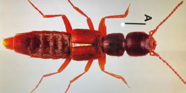 Sivas'ta yeni bir böcek türü bulundu