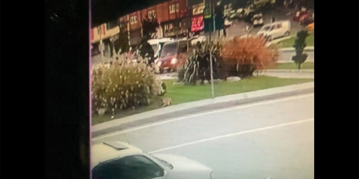 Sultangazi'de sokak köpekleri yoldan geçenleri korkutuyor