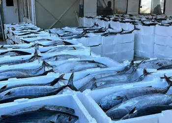 Tekirdağ'da balıkçılar 30 ton torik balığı avladı