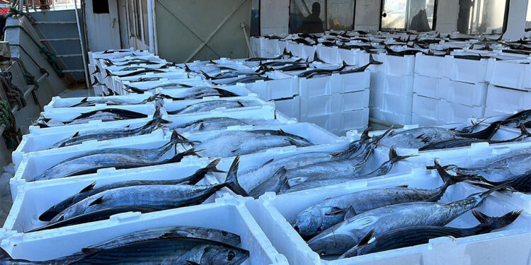 Tekirdağ'da balıkçılar 30 ton torik balığı avladı