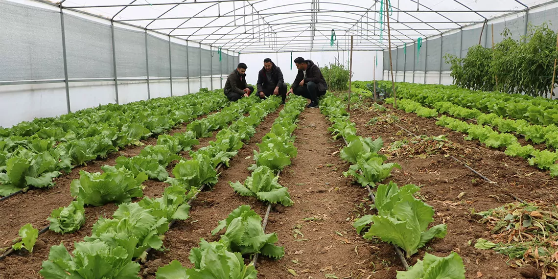 Hakkari'de terörden temizlenen ve 2018'de ilçe statüsüne kavuşan 25 bin nüfuslu derecik'te 120 sera açıldı.