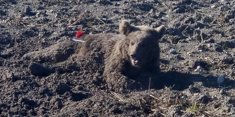 Yaralı bulunan bozayı bayıltılarak tedaviye götürüldü