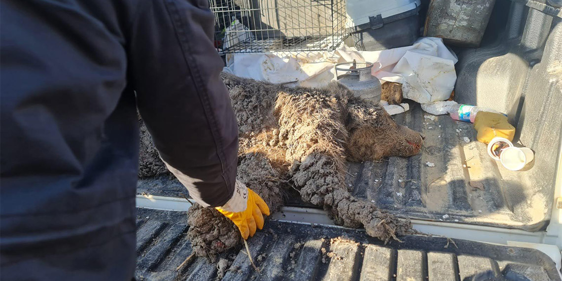 Yaralı bulunan bozayı bayıltılarak tedaviye götürüldü