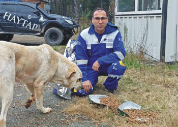 Kuru mamalarla sahipsiz kedi ve köpekler beslendi