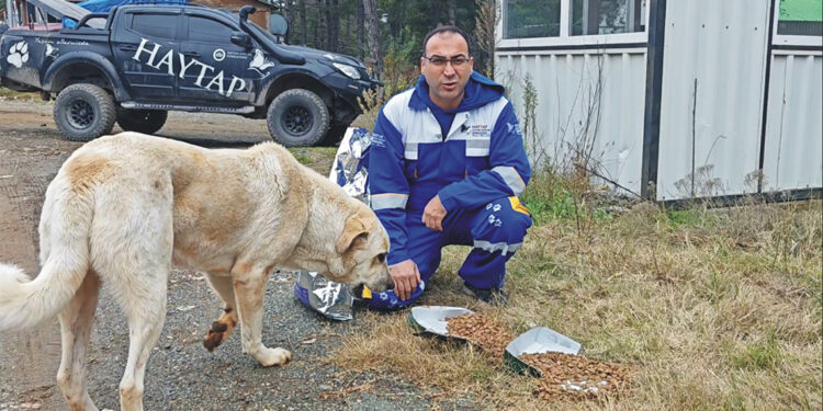 Kuru mamalarla sahipsiz kedi ve köpekler beslendi