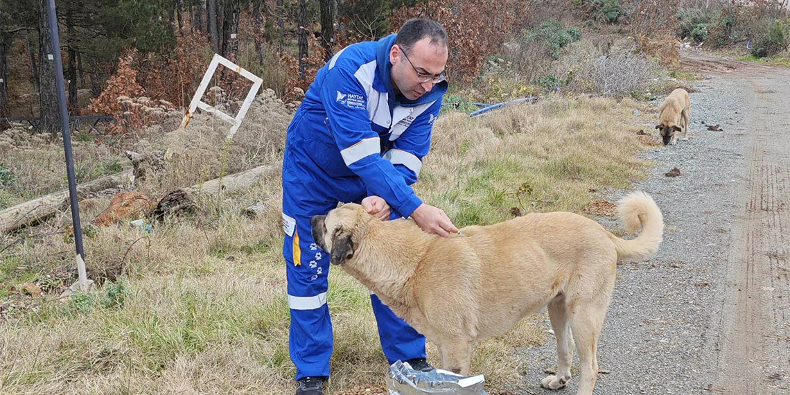 Osmaniye'de amanos dağları eteklerindeki yaylalarda yaz sonu terk edilen ve kış koşulları karşısında beslenme zorluğu yaşayan hayvanlar için yem bırakıldı. Belirli noktalardaki kuru mamalarla sahipsiz kedi ve köpekler beslendi.