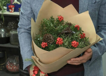 Şans ve bereket getirdiğine inanılan kokina çiçekleri ilgi görüyor
