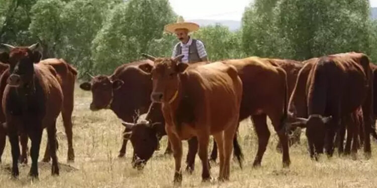 2 yerli sığır ırkı için 'Halk Elinde Islah Projesi' başlatıldı