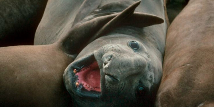 Antarktika’daki foklarda 'Kuş gribi' ortaya çıktı