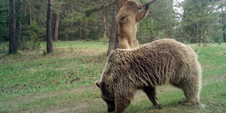 Aşırı yemlenen yaban hayvanlarında 'evcilleşme' tehlikesi