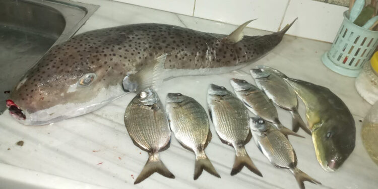 Balon balığının en zehirlisini yemişler