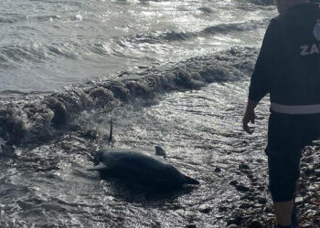 Bodrum'da karaya vuran yunus öldü