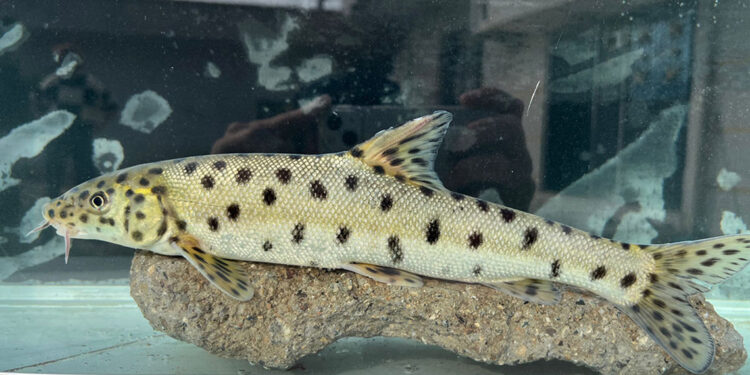 Canlı ‘leopar sazanı’, sonunda buldular