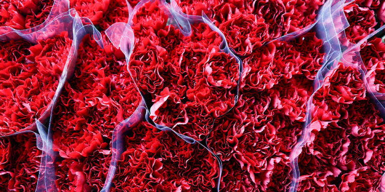 Çiçek ihracatında 2024 hedefi 160 milyon dolar