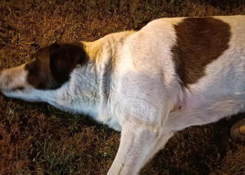 Çiğli'de zehirlenen 13 köpekten 11'i öldü