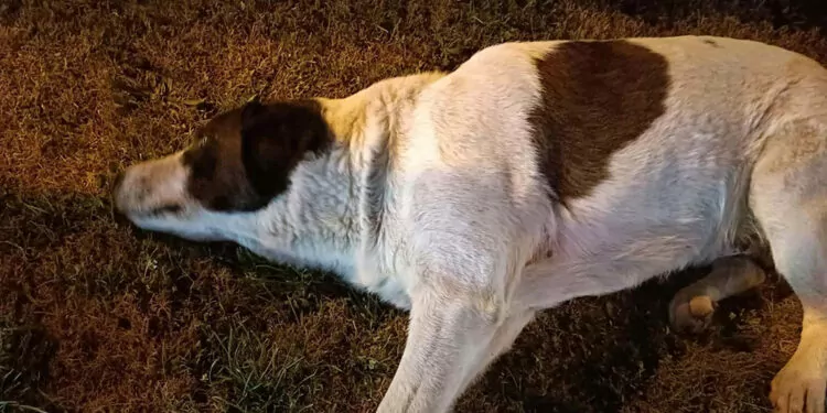 Çiğli'de zehirlenen 13 köpekten 11'i öldü