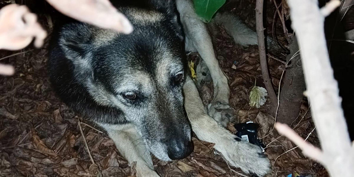 Çiğli'de zehirlenen 13 köpekten 11'i öldü