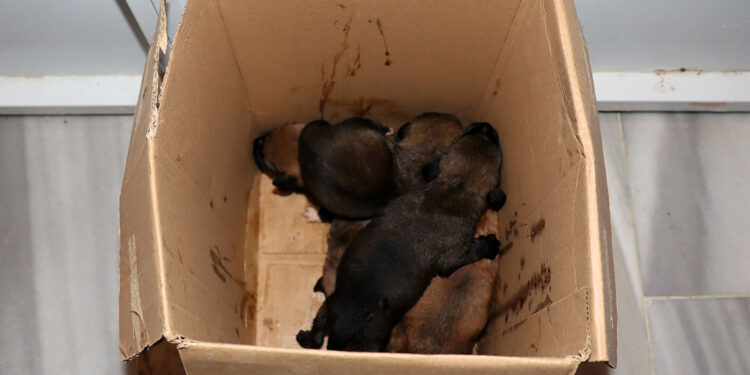 Çöp konteynerindeki kolide 5 yavru köpek bulundu