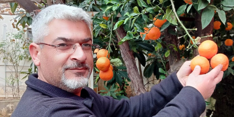 Çukurova'da turunç, limona alternatif olma yolunda 