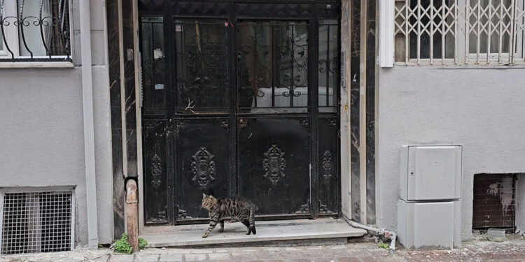 Fatih'te Özbekistanlı iki kadına evde bıçaklı saldırı