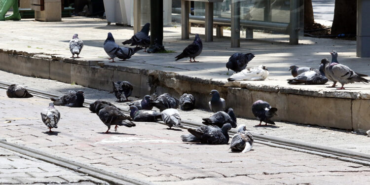 Güvercin ve kumrular, 'kuş gribi' tehlikesini artırıyor