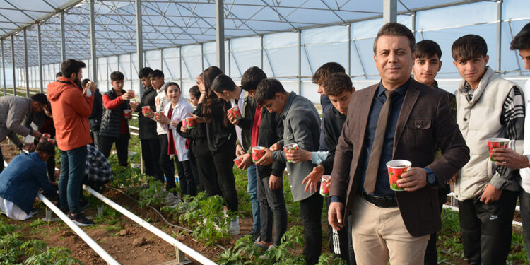 Hollanda'nnın lale soğanları, Silopi’de yetiştirilecek