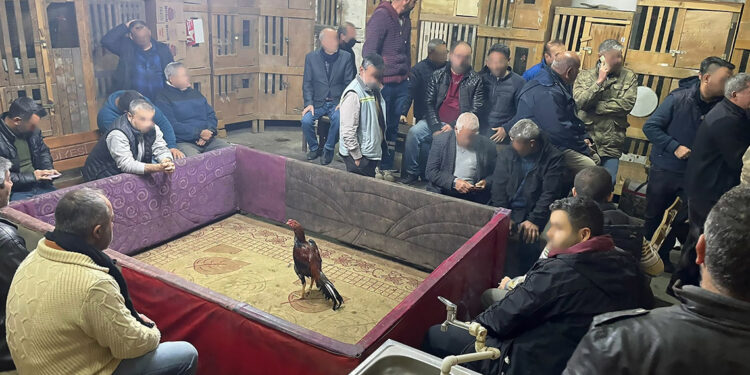 Horoz dövüşüne suçüstü; 80 hayvan kurtarıldı