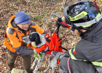 İtalya'da kuyuya düşen köpeği itfaiye kurtardı