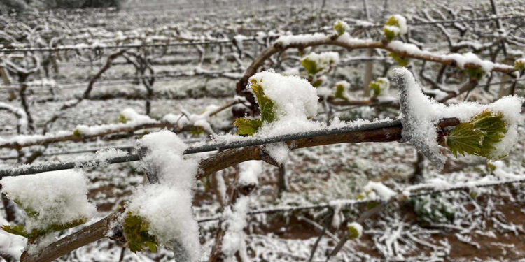 İzmir ve ilçeleri için zirai don uyarısı
