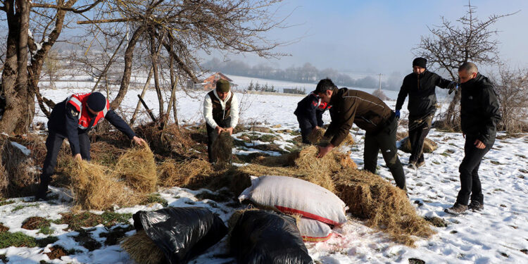 Karla kaplı yaylaya yılkı atları için yem bıraktılar