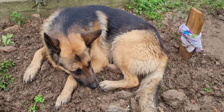 Kaybolan Alman kurdu, ölen sahibinin mezarında bulundu