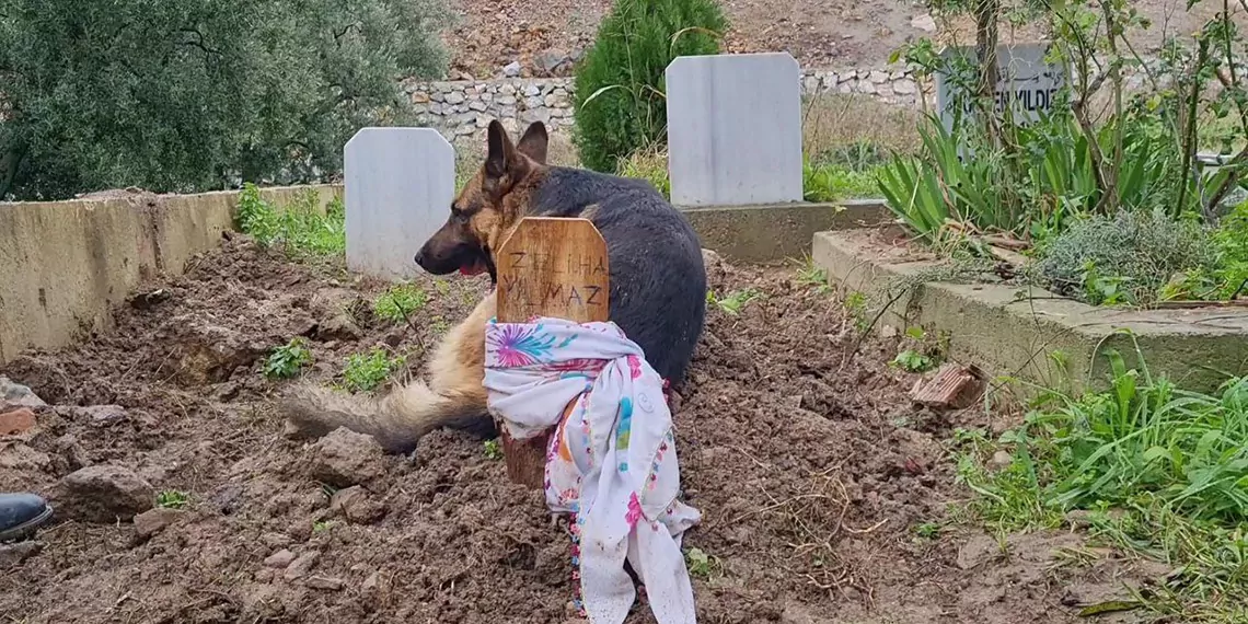 Kaybolan alman kurdu, ölen sahibinin mezarında bulundu