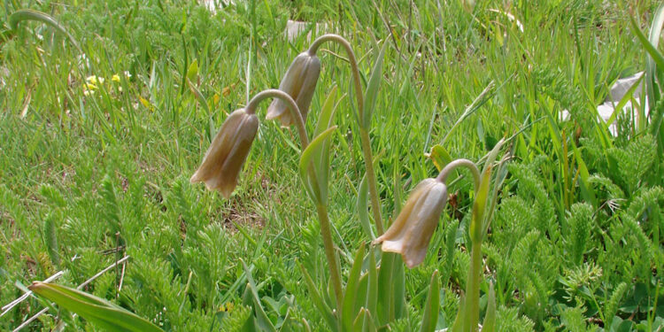 Keşfettiği bitkiye ismi verildi: Fritillaria Nevzatcaglari