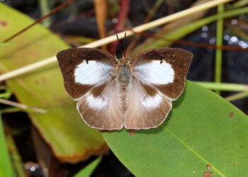 Kısa kısa bilim: Güneşe göz kırpan kelebek