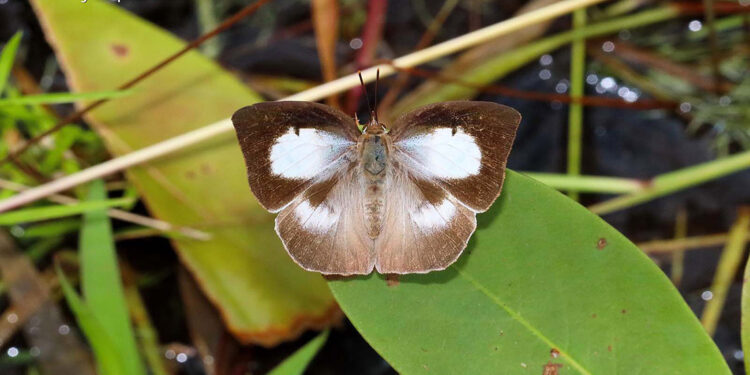 Kısa kısa bilim: Güneşe göz kırpan kelebek