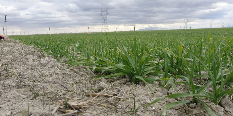 Konya Ovası'nda çiftçinin gözü kar yağışında