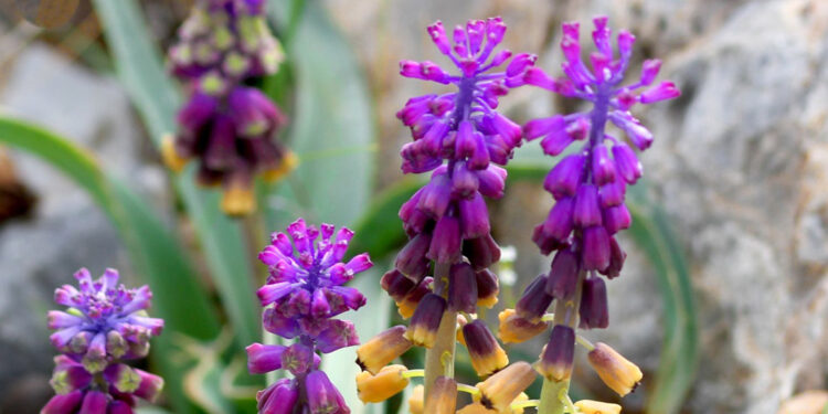Konya'da yeni bitki türü tespit edildi