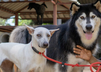 Küçük köpekler büyük köpeklerden daha fazla yaşıyor
