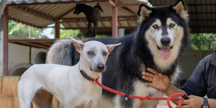 Küçük köpekler büyük köpeklerden daha fazla yaşıyor