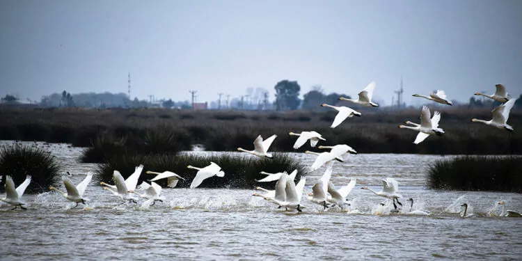 Kuğular kışı kızılırmak deltası’nda geçirecek